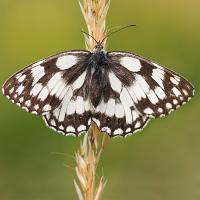 Marbled White 1 